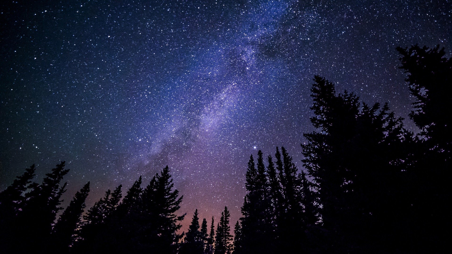 Forest night sky picture